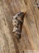 babočka síťkovaná (Motýli), Araschnia levana levana (Lepidoptera)