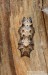 babočka síťkovaná (Motýli), Araschnia levana levana (Lepidoptera)