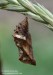 babočka síťkovaná (Motýli), Araschnia levana levana f prorsa (Lepidoptera)