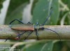 tesařík pižmový (Brouci), Aromia moschata, Cerambycidae, Callichromatini (Coleoptera)