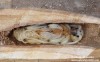 tesařík pižmový (Brouci), Aromia moschata, Cerambycidae, Callichromatini (Coleoptera)