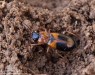 střevlíček (Brouci), Badister lacertosus, Carabidae (Coleoptera)