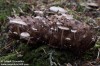 penízečka drobnovýtrusá (Houby), Baeospora myosura, čirůvkovité (Fungi)