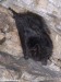 netopýr černý (Savci), Barbastella barbastellus, Vespertilionidae, Chiroptera (Mammalia)