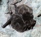 netopýr černý (Savci), Barbastella barbastellus, Vespertilionidae, Chiroptera (Mammalia)