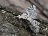 drsnokřídlec březový (Motýli), Biston betularia (Lepidoptera)