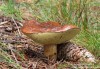 hřib (suchohřib) hnědý (Houby), Boletus badius, Boletaceae (Fungi)