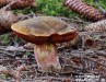 hřib kovář (Houby), Boletus erythropus, Boletaceae (Fungi)