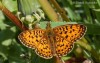 Perleťovec dvanáctitečný (Motýli), Boloria selene (Lepidoptera)