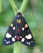 přástevník hluchavkový (Motýli), Callimorpha dominula (Lepidoptera)