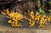 krásnorůžek rohovitý (Houby), Calocera cornea (Fungi)
