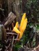 krásnorůžek lepkavý (Houby), Calocera viscosa (Fungi)