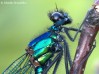 Motýlice lesklá (Vážky), Calopteryx splendens (Odonata)