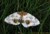 skvrnopásník jilmový (Motýli), Calospilos sylvata (Lepidoptera)