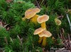 liška nálevkovitá (Houby), Cantharellus tubaeformis (Fungi)