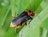páteříček sněhový (Brouci), Cantharis fusca, Cantharidae (Coleoptera)