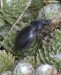 střevlík uherský (panonský) (Brouci), Carabus hungaricus, Carabidae, Carabinae (Coleoptera)