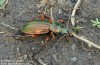 střevlík zlatý (Brouci), Carabus auratus, Carabidae, Carabinae (Coleoptera)