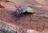 střevlík měděný (Brouci), Carabus cancellatus, Carabidae, Carabinae (Coleoptera)