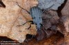 střevlík mřížkovaný (Brouci), Carabus clatratus auraniensis, Carabidae, Carabinae (Coleoptera)