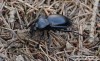 střevlík hladký (Brouci), Carabus glabratus, Carabidae,Carabinae (Coleoptera)