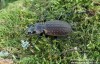 střevlík zrnitý (Brouci), Carabus granulatus, Carabidae, Carabinae (Coleoptera)