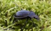 střevlík zahradní (Brouci), Carabus hortensis, Carabidae, Carabinea (Coleoptera)