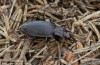 střevlík Linnéův (Brouci), Carabus linnaei, Carabidae, Carabinae (Coleoptera)