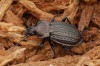 střevlík Ullrichův (Brouci), Carabus ullrichii, Carabidae, Carabinae (Coleoptera)