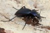 střevlík fialový (Brouci), Carabus violaceus, Carabidae, Carabinae (Coleoptera)