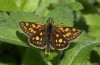 soumračník jitrocelový (Motýli), Carterocephalus palaemon (Lepidoptera)