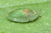 štítonoš (Brouci), Cassida rubiginosa (Coleoptera)