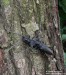 tesařík obrovský (Brouci), Cerambyx cerdo, Cerambycidae, Cerambycini (Coleoptera)