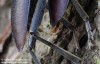 tesařík obrovský (Brouci), Cerambyx cerdo, Cerambycidae, Cerambycini (Coleoptera)