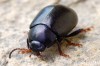 mandelinka obecná (Brouci), Chrysolina sturmi (Coleoptera)