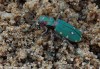 svižník polní (Brouci), Cicindela campestris, Carabidae, Cicindelina (Coleoptera)