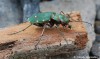 svižník polní (Brouci), Cicindela campestris, Carabidae, Cicindelina (Coleoptera)