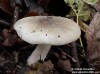 strmělka mlženka (Houby), Clitocybe nebularis (Fungi)