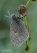 Okáč poháňkový (Motýli), Coenonympha pamphilus (Lepidoptera)