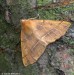 zejkovec pozdní (Motýli), Colotois pennaria (Lepidoptera)