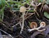 čepičatka (Houby), Conocybe Sp. (Fungi)