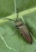 kovařík zelený (Brouci), Ctenicera pectinicornis (Coleoptera)