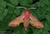Lišaj kyprejový (Motýli), Deilephila porcellus (Lepidoptera)