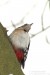 Strakapoud velký (Ptáci), Dendrocopos major (Aves)