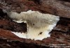 ostnateček křehký (Houby), Dentipellis fragilis (Fungi)