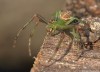 běžník zelený (Pavouci), Diaea dorsata (Arachnida)
