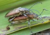  (Brouci),  (Coleoptera)
