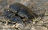 roháček kozlík (Brouci), Dorcus parallelipipedus, Lucanidae (Coleoptera)
