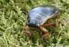 potápník vroubený (Brouci), Dytiscus marginalis (Coleoptera)