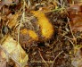 jelenka obecná (Houby), Elaphomyces granulatus (Fungi)